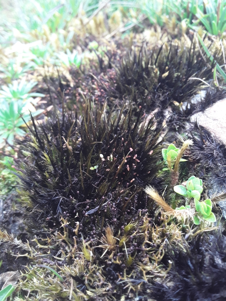 Blindia magellanica