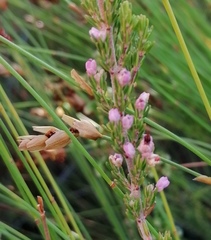 Erica placentiflora