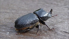 Sinodendron cylindricum