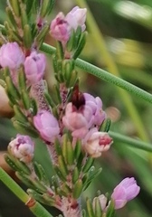 Erica placentiflora