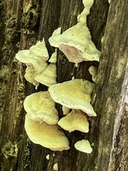 Trametes velutina