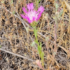 Centaurea diluta