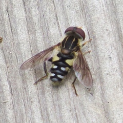 Parhelophilus flavifacies