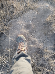 Cratogeomys castanops