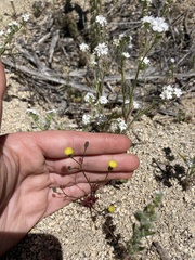 Malacothrix clevelandii