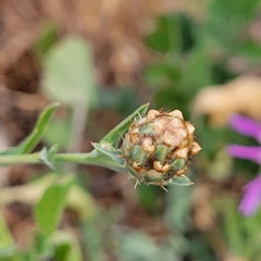 Centaurea diluta
