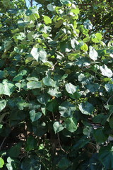 Hibiscus tiliaceus tiliaceus