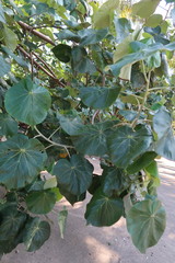 Hibiscus tiliaceus tiliaceus