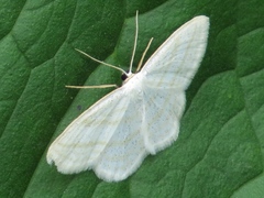 Scopula quadrilineata