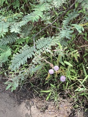 Mimosa pigra image