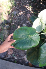 Hibiscus tiliaceus tiliaceus