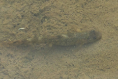 Oxynoemacheilus
