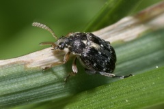 Bruchus luteicornis