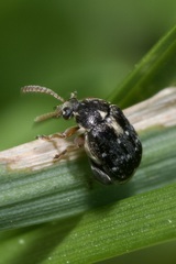 Bruchus luteicornis