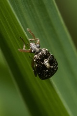 Bruchus luteicornis