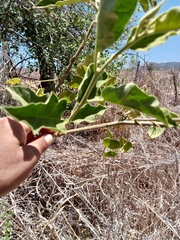 Solanum houstonii