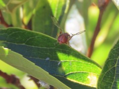 Didacus ciliatus