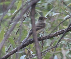 Empidonax traillii extimus