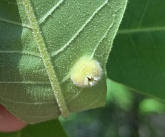 Phylloxera caryaeavellana