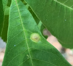 Phylloxera caryaeavellana