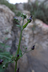 Scrophularia atrata