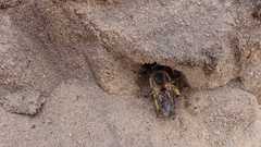 Colletes cunicularius