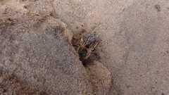 Colletes cunicularius