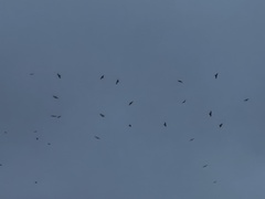 Ictinia mississippiensis