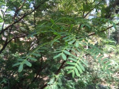 Acacia