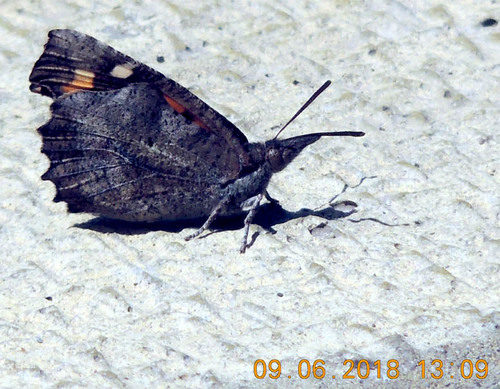 European Beak, Turia Polana, Resort Voevodyno, Perechyns'kyi, UA-ZK, UA, photo 6 of 10
