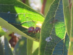 Didacus ciliatus