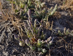 Chloropyron palmatum