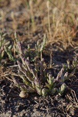 Chloropyron palmatum