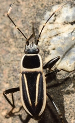 Ragliodes delineatus