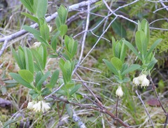 Lonicera villosa