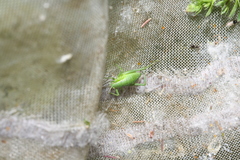 Isophya camptoxypha