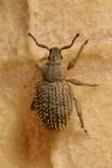 Cathormiocerus aristatus