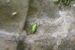 Isophya camptoxypha