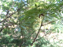 Acacia