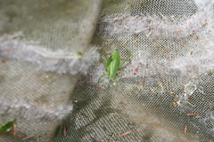 Isophya camptoxypha