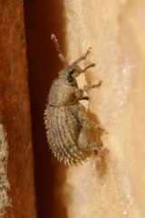 Cathormiocerus aristatus