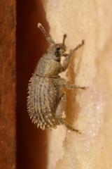 Cathormiocerus aristatus