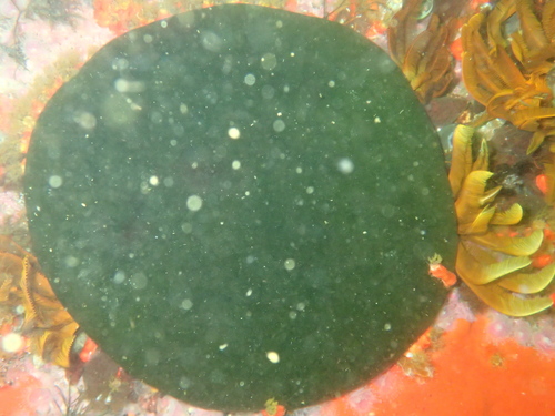 Image of Codium papenfussii by (c) Peter Southwood, some rights reserved (CC BY-SA)