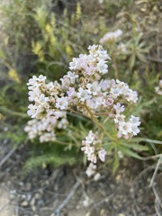 Eriodictyon trichocalyx