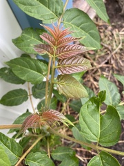 Ailanthus