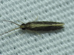 Orthotrichia