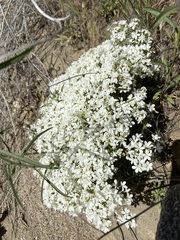 Leptosiphon floribundus