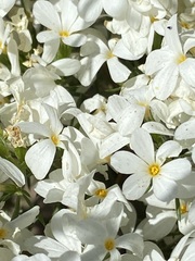 Leptosiphon floribundus