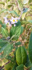 Solanum interandinum