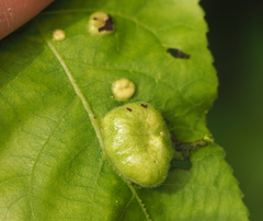 Phylloxera notabilis